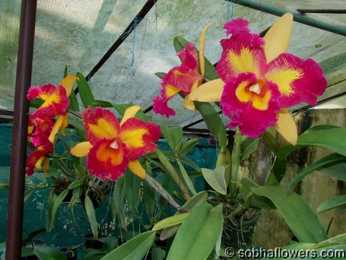 Cattleya Plant